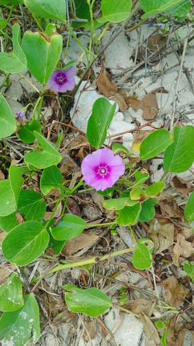 Beach Morning Glory