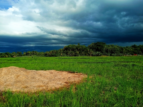 Oryza sativa observed 2026-09-23