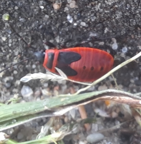 European Firebug