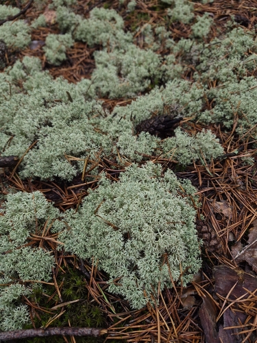 Green Reindeer Lichen