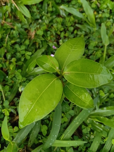 Cinnamomum verum observed 2026-09-22