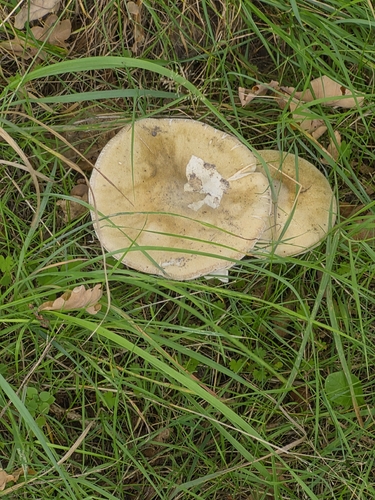 Deathcap