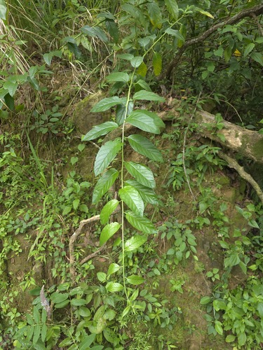 Heliotropium sarmentosum observed 2026-09-23