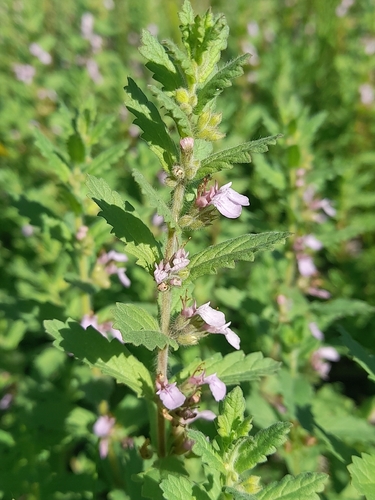 Teucrium scordium