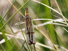 Thisanotia chrysonuchella
