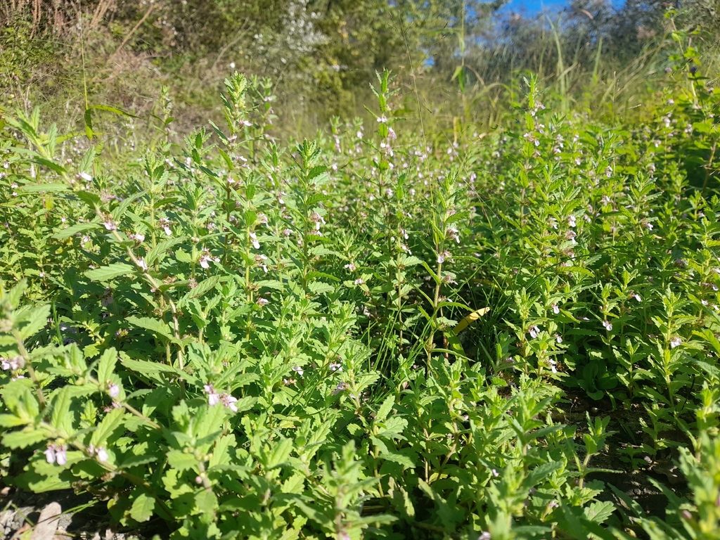 Teucrium scordium; photograph (c) Flavien Saboureau, some rights reserved (CC BY)