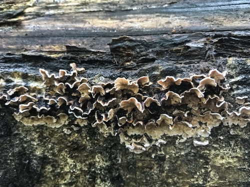 Laxitextum bicolor observed 2026-09-18