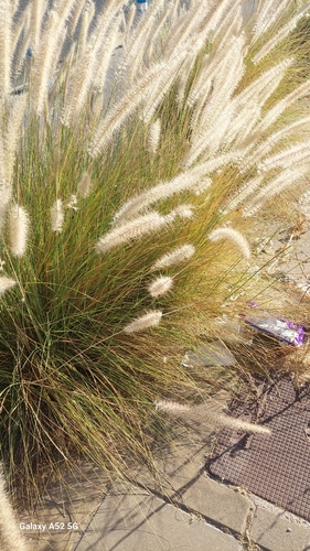 Fountain Grass