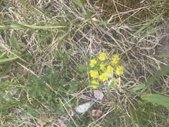 Euphorbia cyparissias