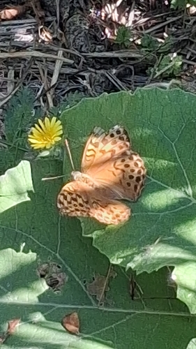 Silver-washed Fritillary