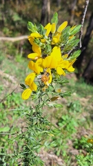 Ulex europaeus, photograph author not stated, no rights reserved