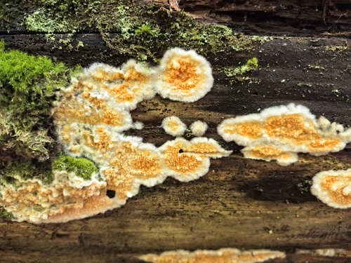 Mollusca observed 2026-09-18