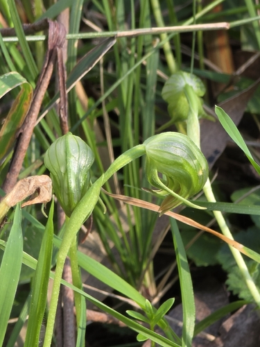 Pterostylis nutans, photograph 4