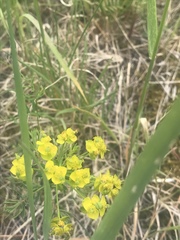 Euphorbia cyparissias