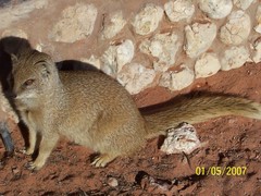 Cynictis penicillata penicillata