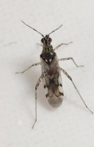 Dicyphus errans