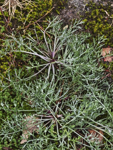 Artemisia campestris