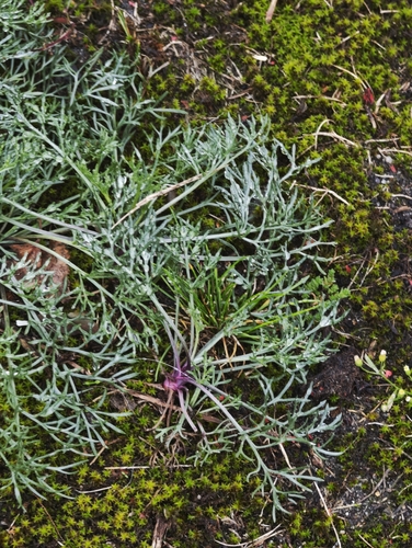 Artemisia campestris, photograph 2