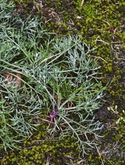 Artemisia campestris, photograph (c) Igor Balashov, some rights reserved (CC BY)