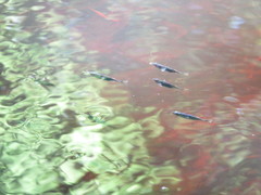 Gasterosteus aculeatus