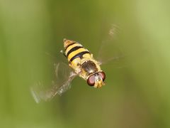 Epistrophe nitidicollis