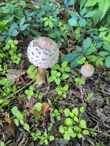 Shaggy Parasol