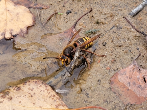 European Hornet