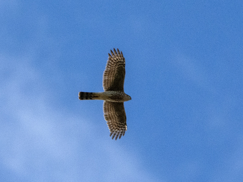 Eurasian Sparrowhawk