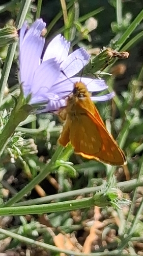 Large Skipper