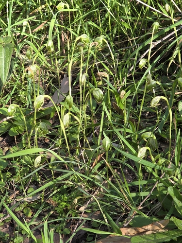 Pterostylis nutans, photograph 5