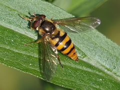 Epistrophe nitidicollis