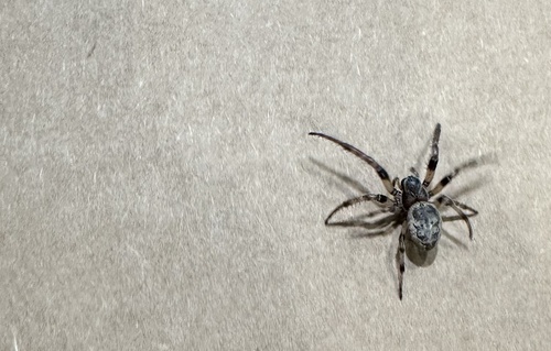 Grey Cross Spider
