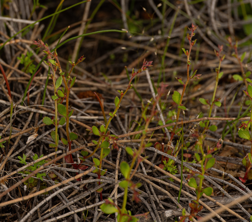 Gonocarpus nodulosus (Gonocarpus nodulosus)