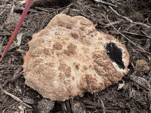 Dog Vomit Slime Mold