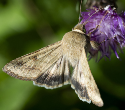 Cotton Bollworm Moth