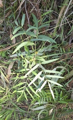 Polyscias sambucifolia, photograph (c) Ian Rainbow, some rights reserved (CC BY)