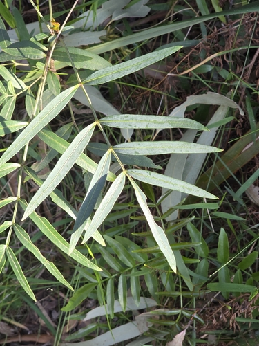 Polyscias sambucifolia, photograph 4