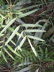 Polyscias sambucifolia, photograph (c) Ian Rainbow, some rights reserved (CC BY)