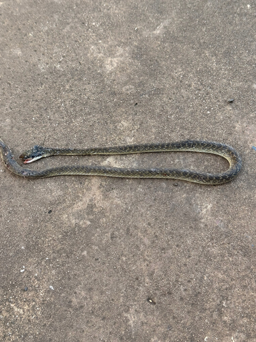 Red-lipped Snake