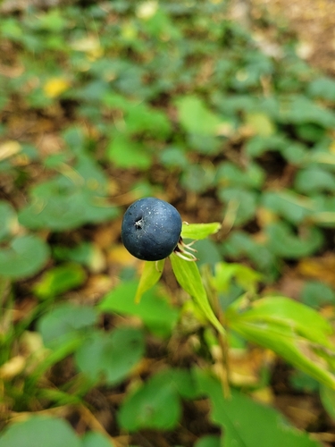Herb Paris
