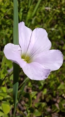 Oxalis incarnata, photograph author not stated, no rights reserved
