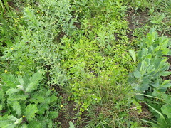 Diclis rotundifolia