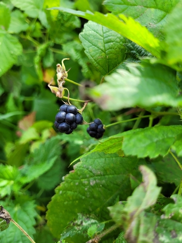 European dewberry
