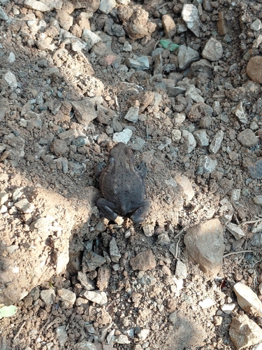 European Toad