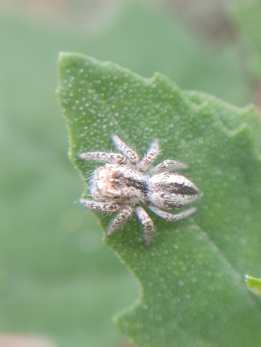 Mogrus neglectus
