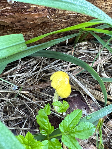 yellow fieldcap