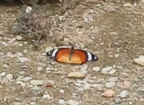 Danaid Eggfly