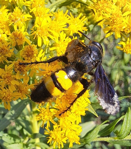 Scolia hirta