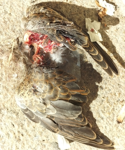 European Turtle-Dove