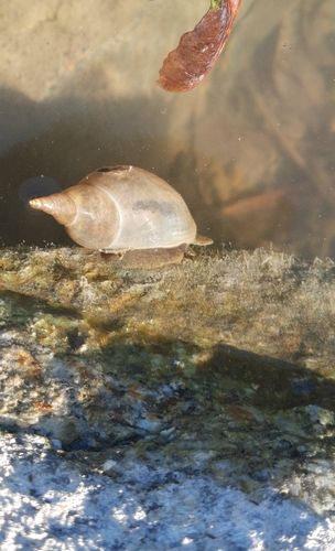 Great Pond Snail